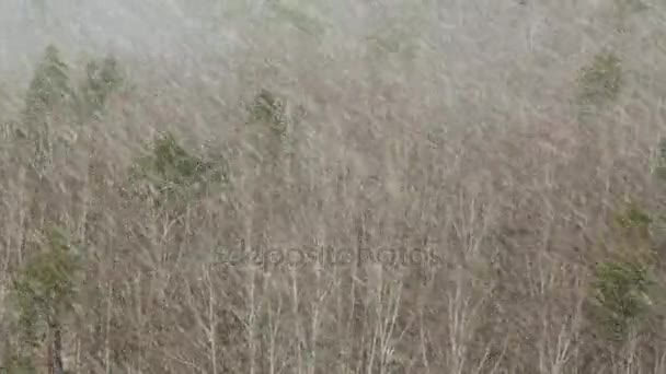 Nevando Floresta — Vídeo de Stock