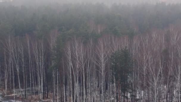 森と都市を覆う霧 — ストック動画