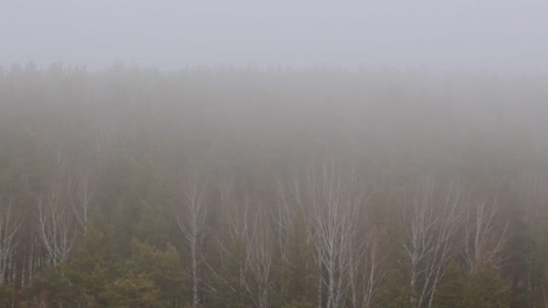 Dimma Över Träden Skogen — Stockvideo