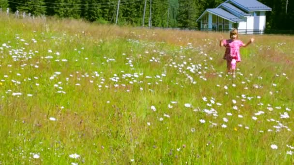 Kind Loopt Door Kamille Veld Zomerochtend — Stockvideo