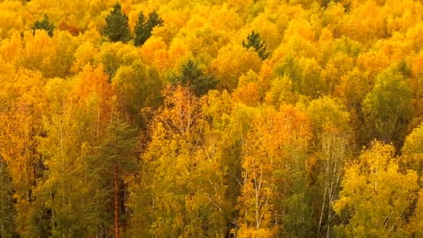 Деревья Лесу Осенью — стоковое видео