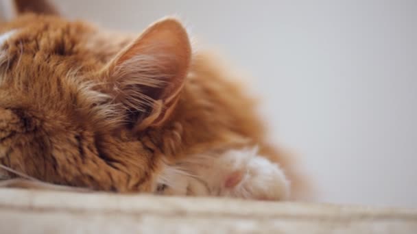 Velho Gato Dormindo Sofá Closeup — Vídeo de Stock