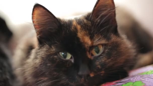 Çocuğun Kedi Okşayarak — Stok video