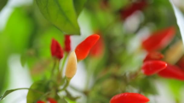 Bush Red Pepper Green Leaves — Stock Video