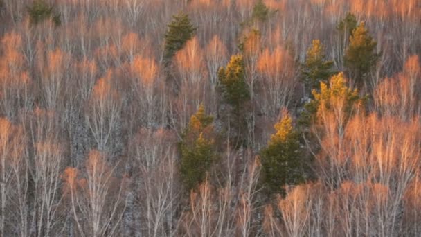 从上面的秋天桦树树丛视图 — 图库视频影像