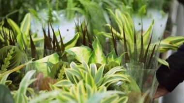 Genç kadın dükkanında bitki seçimi