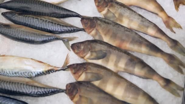 Peixe Fresco Supermercado — Vídeo de Stock