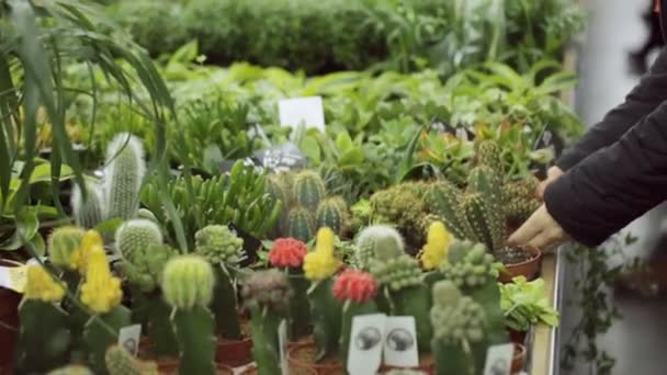 Jovem Mulher Está Escolhendo Planta Loja — Vídeo de Stock