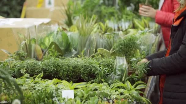 Νεαρή Γυναίκα Είναι Επιλογή Φυτών Στο Κατάστημα — Αρχείο Βίντεο