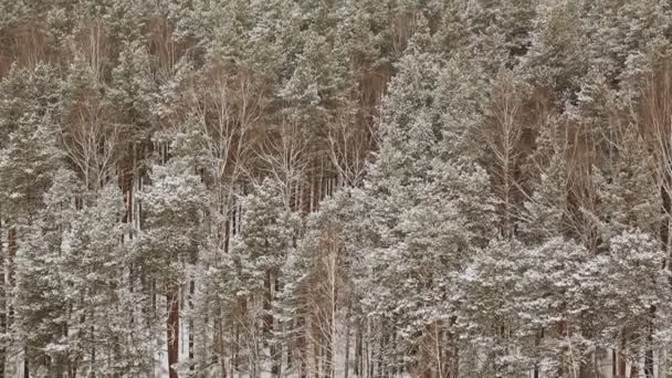 Floresta Coberta Neve Inverno — Vídeo de Stock