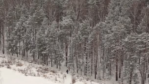 Bosque Cubierto Nieve Invierno — Vídeo de stock