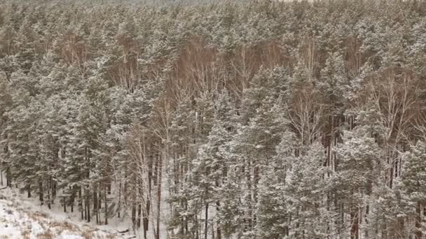 Bosque Cubierto Nieve Invierno — Vídeos de Stock
