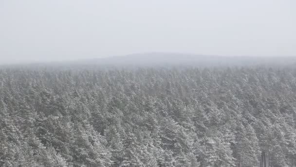 Bosque Cubierto Nieve Invierno — Vídeos de Stock