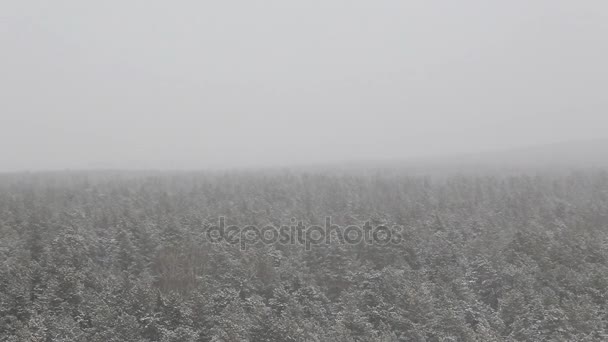 冬の雪に覆われた森 — ストック動画