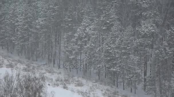 Floresta Coberta Neve Inverno — Vídeo de Stock