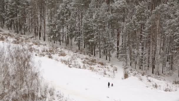 Snötäckt Skog Vintern — Stockvideo