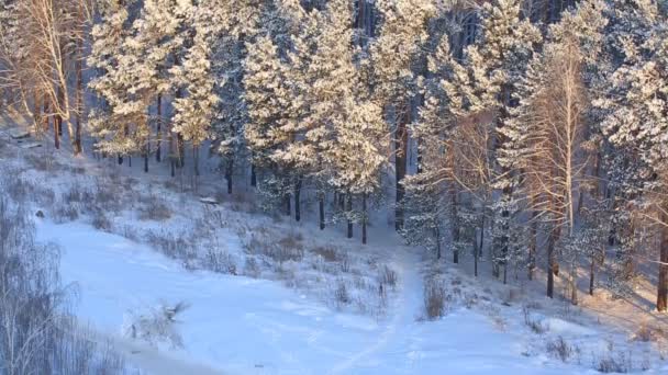 Ліс Вкритий Снігом Сонячний Зимовий День — стокове відео