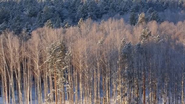 Bosque Ciudad Fondo — Vídeo de stock