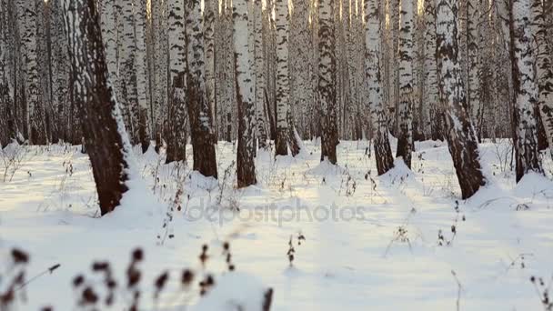 Birch Grove Winter — Stock Video