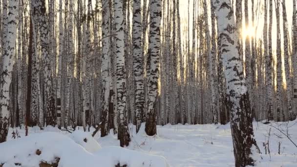 Birch Grove Winter — Stock Video