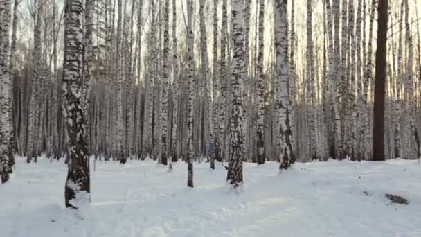 白桦树木在冬天 — 图库视频影像