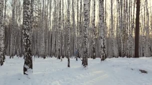 Abedul Invierno — Vídeos de Stock