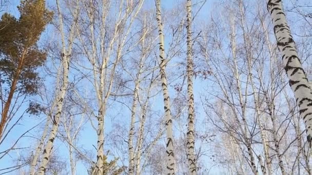 Birch Grove Winter — Stock Video