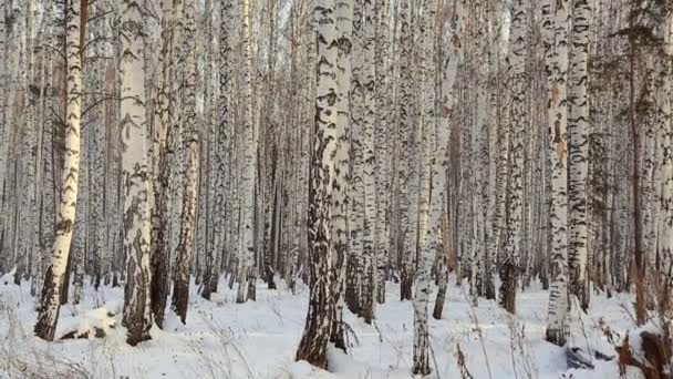 Abedul Invierno — Vídeo de stock