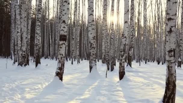 Björk Grove Vinter — Stockvideo