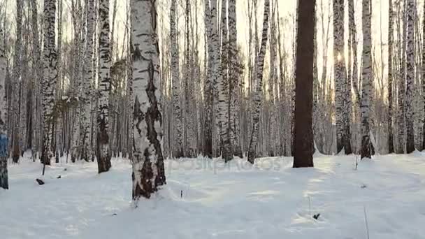 Birch Grove Winter — Stock Video