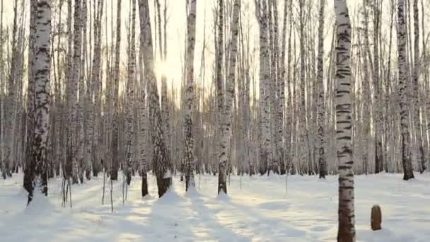 Björk Grove Vinter — Stockvideo