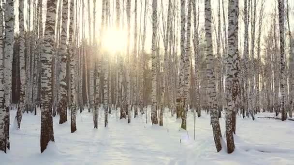 白桦树木在冬天 — 图库视频影像