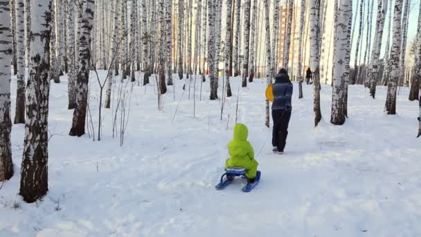 Mãe Com Criança Caminhando Thru Bosque Vidoeiro — Vídeo de Stock