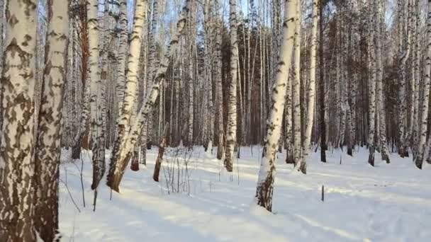 Birch Grove Winter — Stock Video
