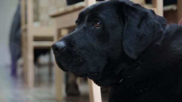 Labrador Descansando Suelo Mirando Alrededor — Vídeo de stock