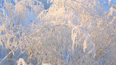 Çim twigs kışın donmuş