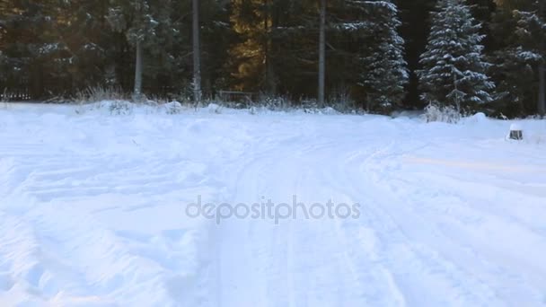 Snötäckta Skogen Vinterväg — Stockvideo