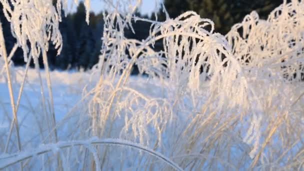 Fryst Kvistar Gräs Vintern — Stockvideo