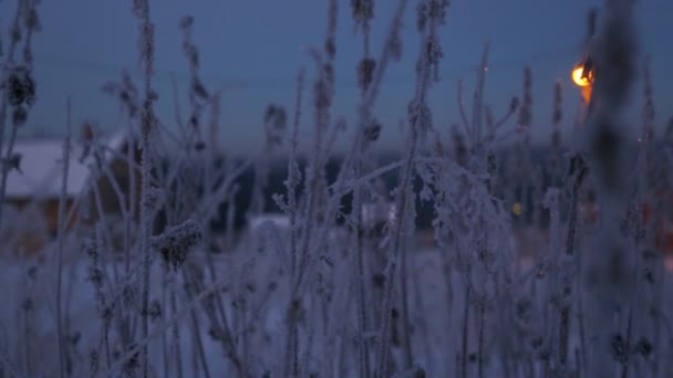 Frysta Kvist Nässlor Vinter — Stockvideo