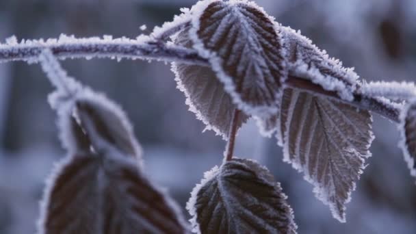 Заморожена Гілочка Малини Взимку — стокове відео