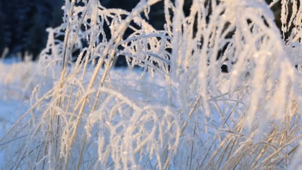 Frozen Twigs Grass Winter — Stock Video