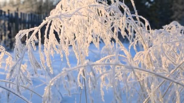 Zmrazené Větvičky Trávy Zimě — Stock video