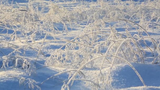 Galhos Congelados Grama Inverno — Vídeo de Stock