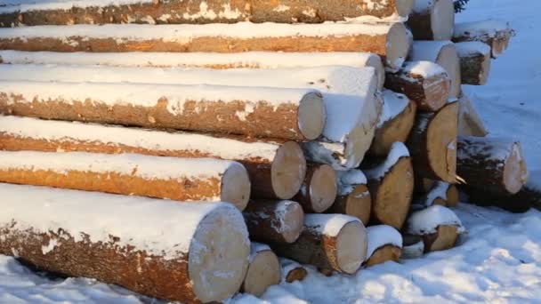 雪地上的一堆原木 — 图库视频影像