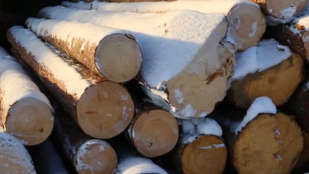Snow Covered Pile Logs — Stock Video