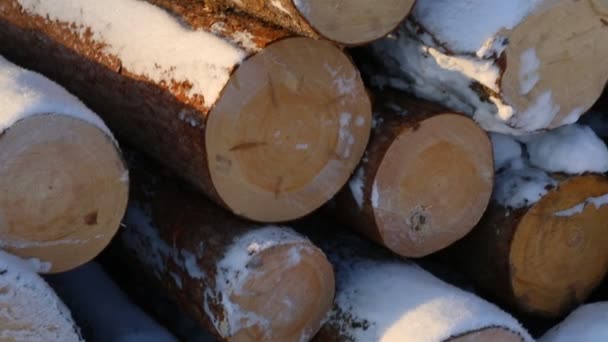 积雪覆盖的原木堆 — 图库视频影像