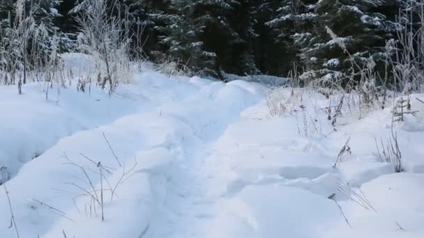 冰雪覆盖的森林冬季小径 — 图库视频影像