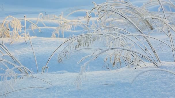 Gefrorene Graszweige Winter — Stockvideo