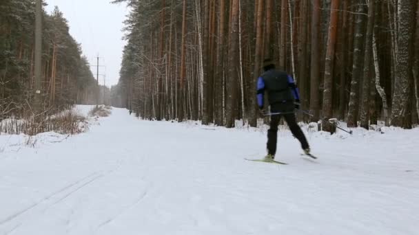 Skiër Vooruitbrengt Ski Track Door Het Dennenbos Van Winter — Stockvideo