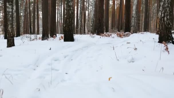 在冬日森林里沿着小路前行 — 图库视频影像